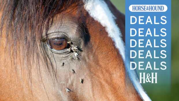 Close up of horses face with flies near the eyes, fly spray deals