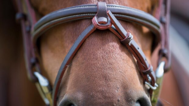 Loose flash noseband fit