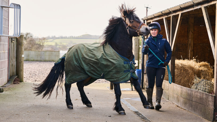 horse misbehaving requires groundwork exercises to improve bargy horse