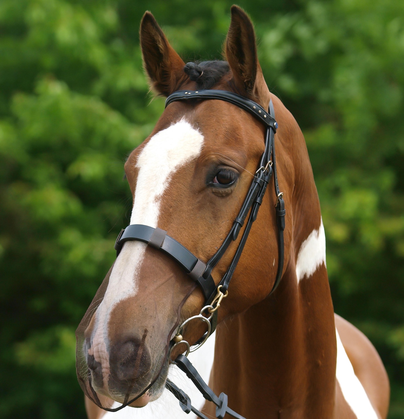 Horse head shot with nose net