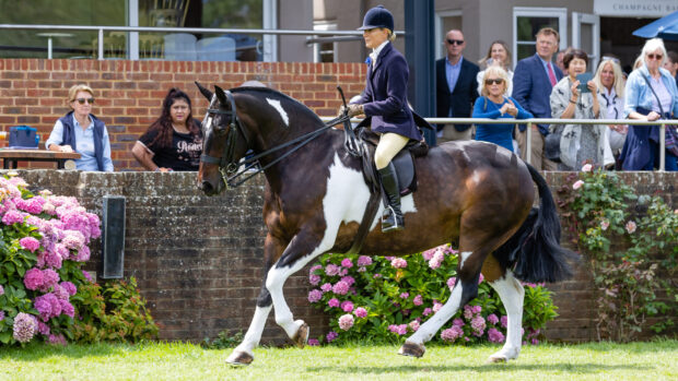 Coloured cob Mr Vincent and Danielle Heath head home with the 2025 Royal International cob championship