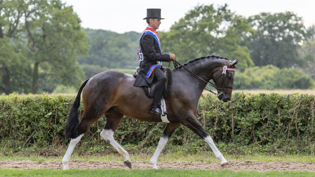 Harrison Taylor wears a top hat, tails and winner's sash on board large coloured plaited pony Lostock Up Till Dark, who is trotting in an excellent frame in one of the outside rings at Hickstead.