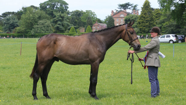 A young hunter type stood up in-hand with a country house in the background.