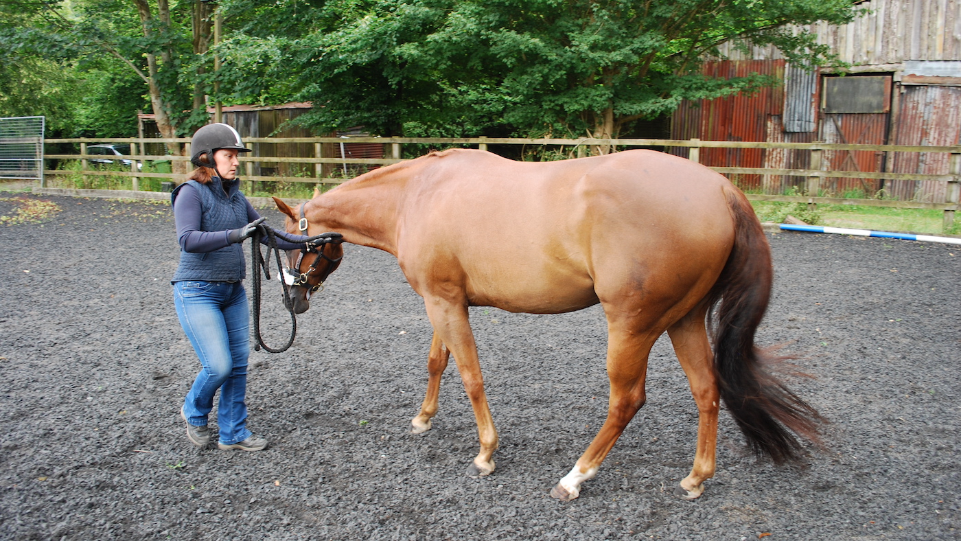 Backing up a horse. One of the groundwork exercises for spooky horses