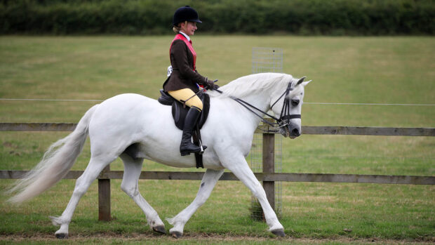 A young rider in trot on board a white grey Connemara in one of the outside rings at Hickstead during the Agria Royal International Horse Show