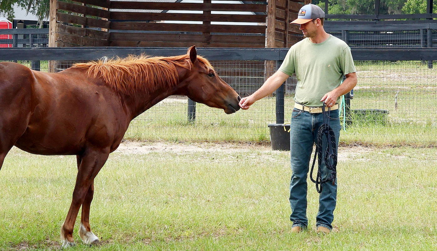 Man touching horse. Groundwork exercise for horse that's hard to catch