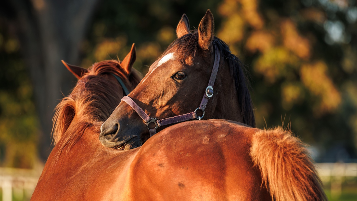 Two horses living in a herd grooming each other