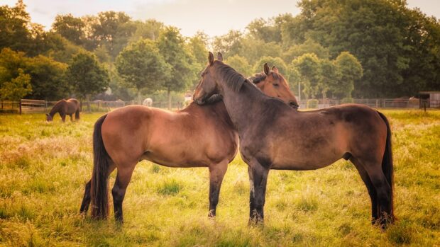 Horses grooming each other in a field: introducing horses to a new herd