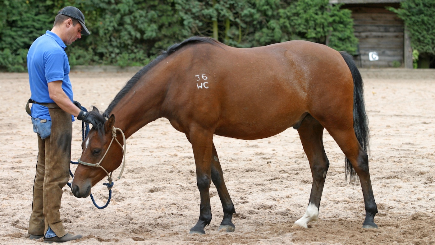 Horse doing groundwork