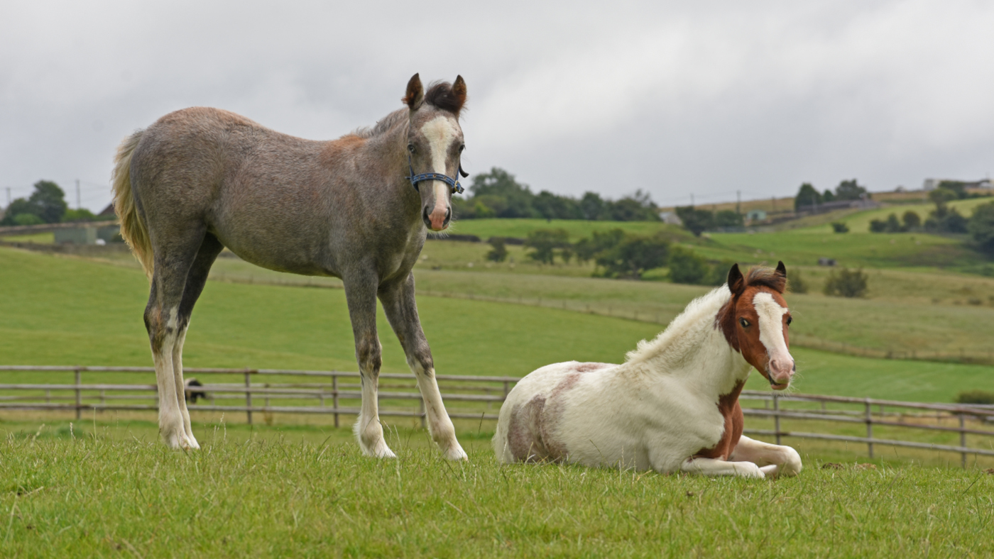 Charity warns abandoned horses are ‘on the rise’ – as two mares and their foals receive ‘second chance’