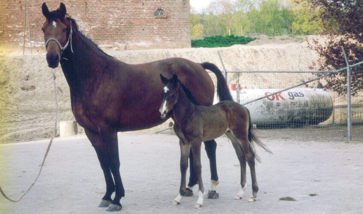 Mare and foal