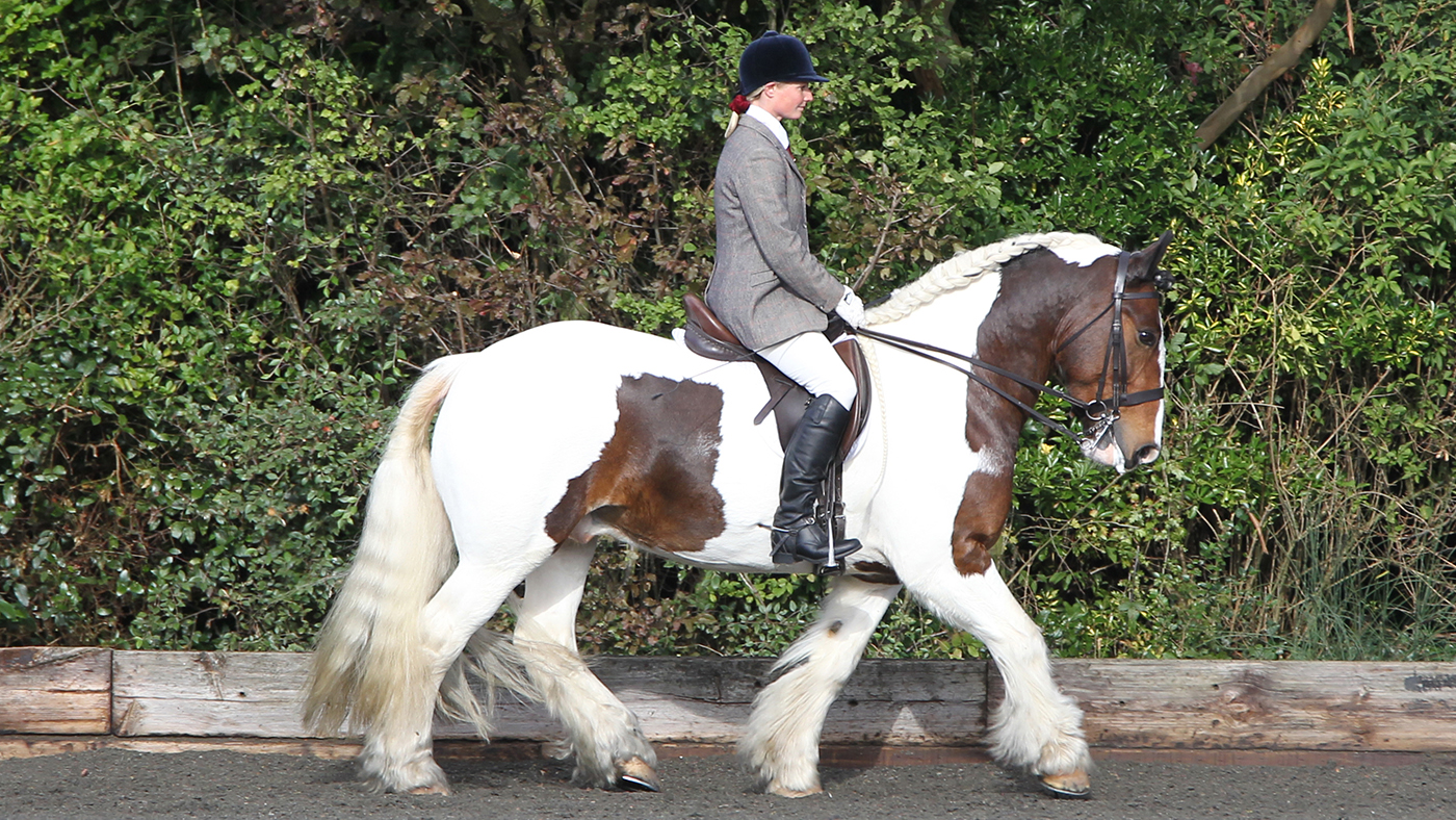 Training cobs for dressage, as shown by the smart Cuffstown Rumble.