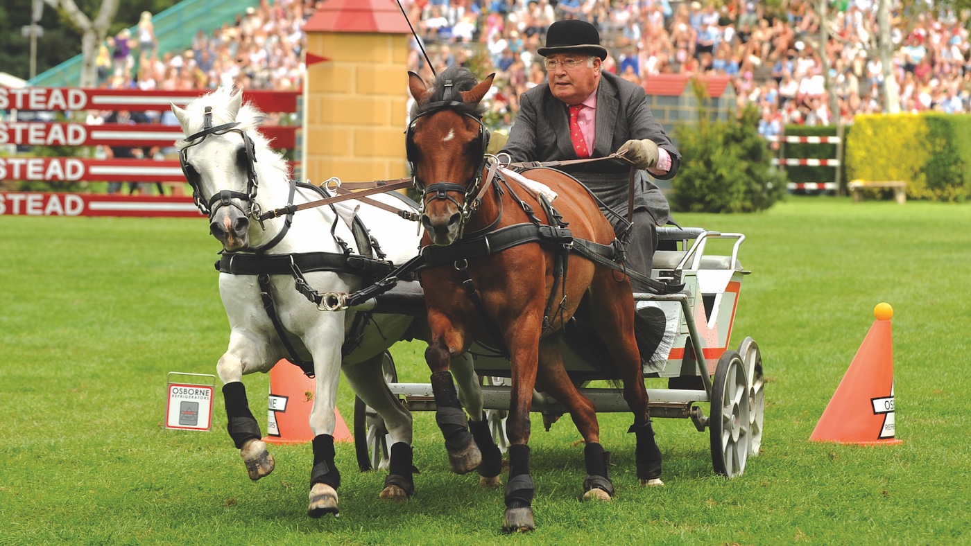 Jeff Osborne driving scurry ponies