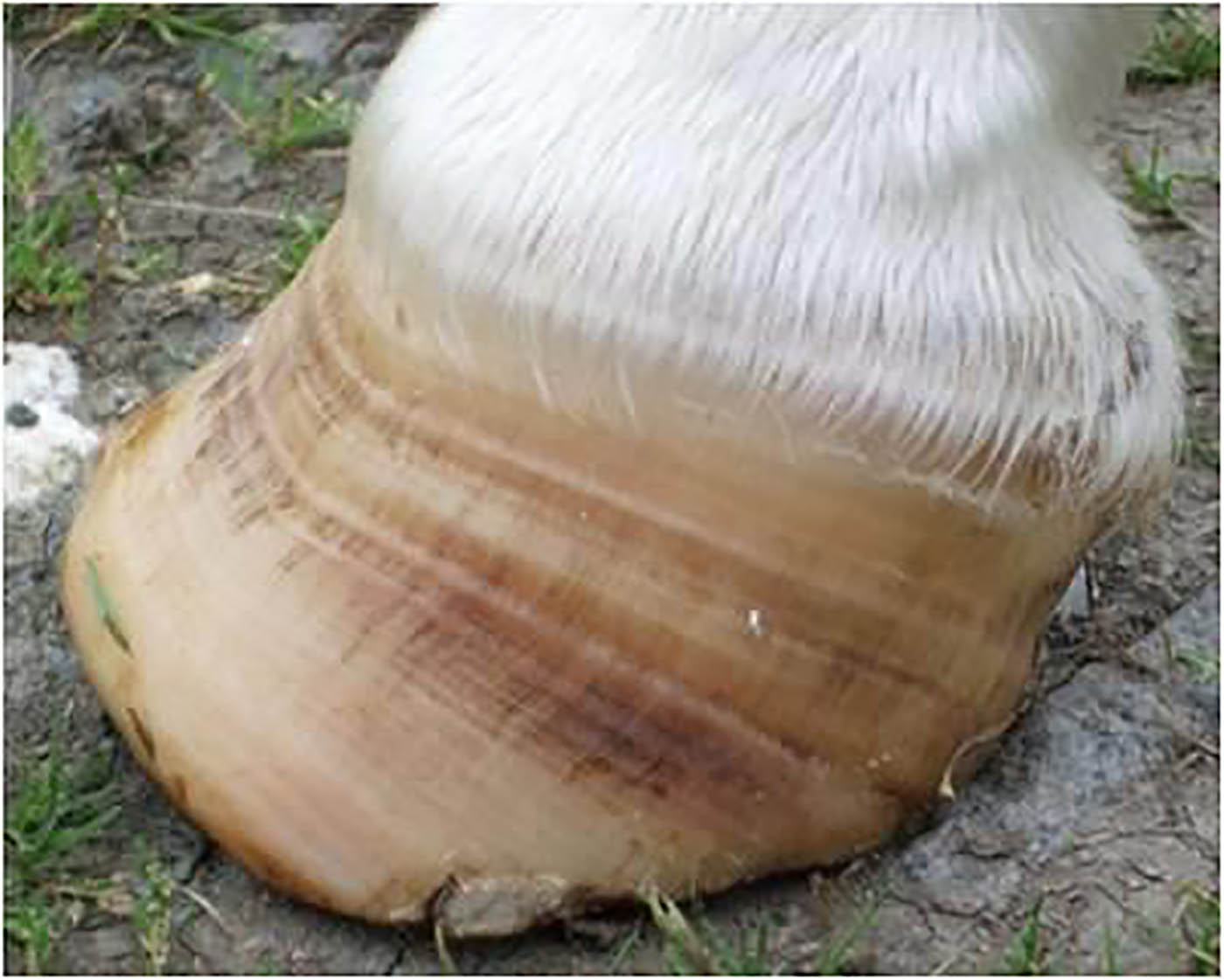 The signs of laminitis can vary from mild changes in the hooves through to severe lameness.