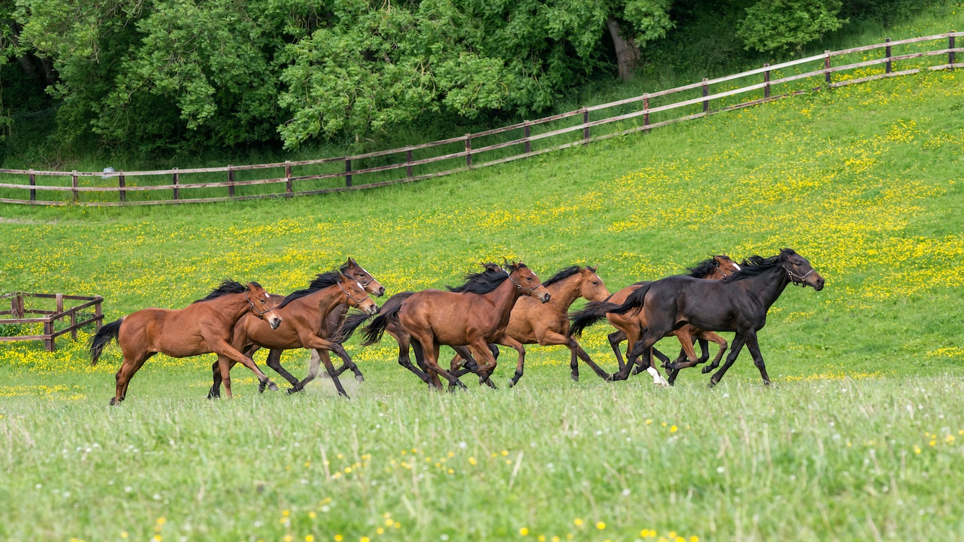 Young thoroughbreds running in field together