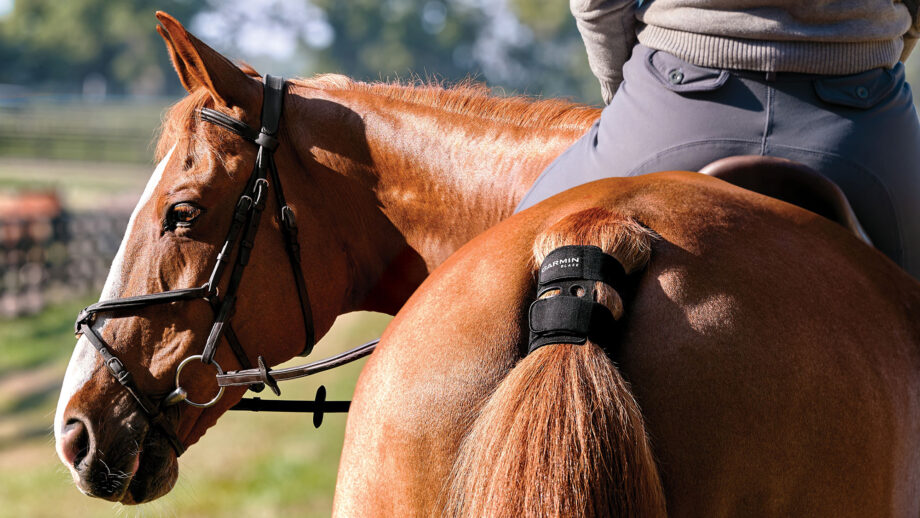 Garmin Blaze Equine wellness sytem on a horse