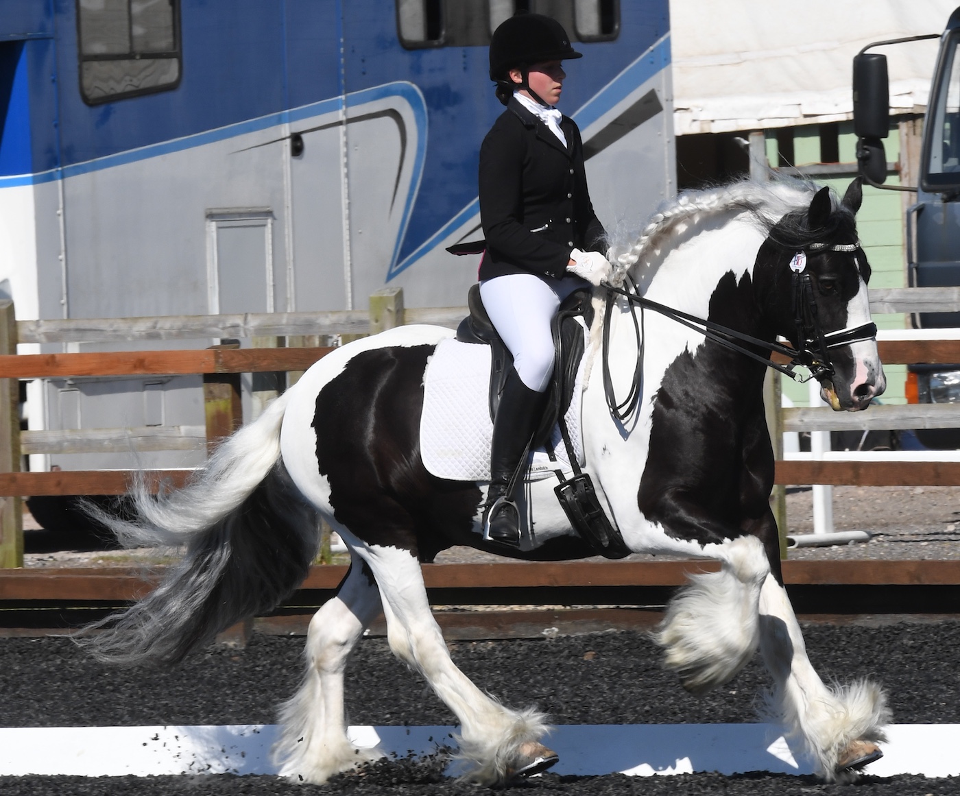 Piebald cob cantering