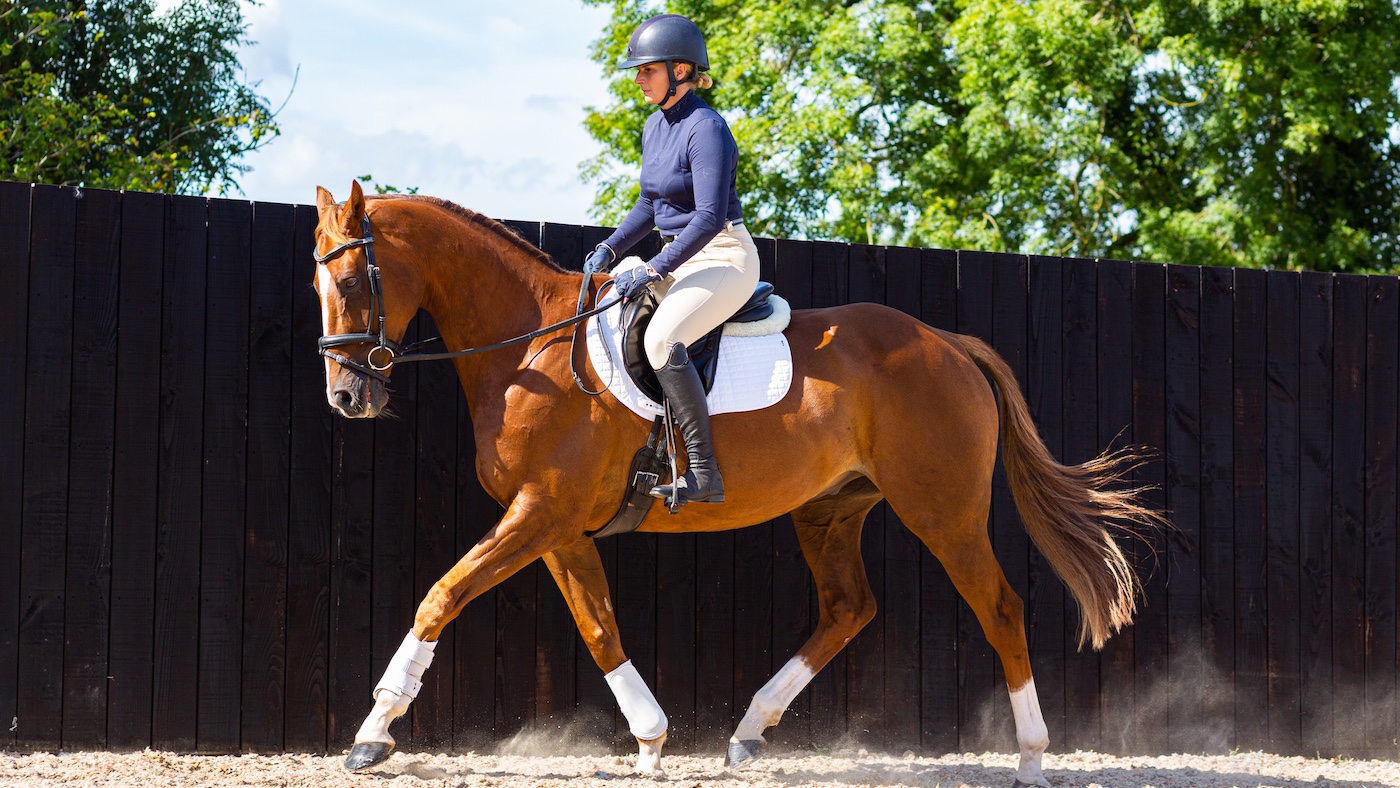 Thoroughbred ex racehorse Native River training for dressage