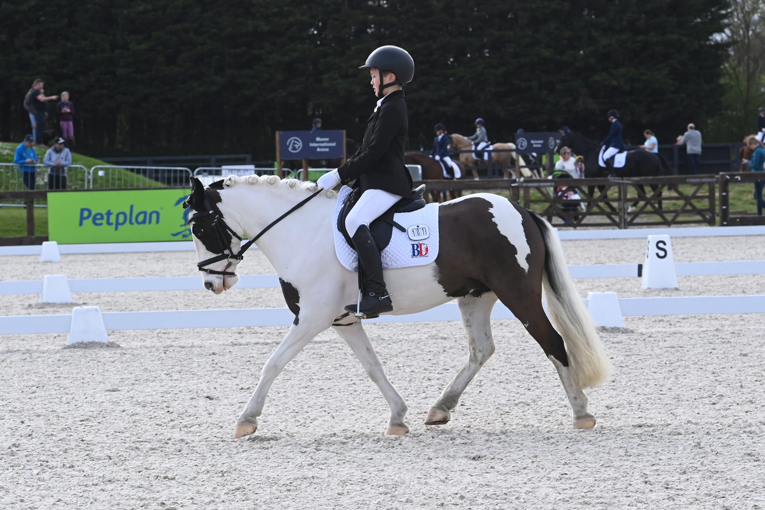 RSPCA George, a rescue cob who has excelled at dressage