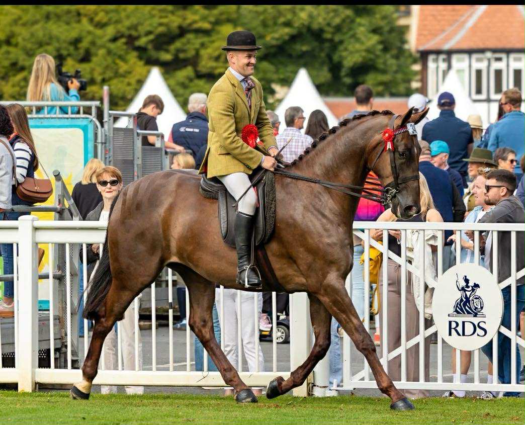 2025 Dublin Horse Show leading rider James Smyth and Glenkeeran The Last Dance top the small riding horse division at the show