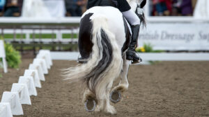 Training cobs for success in dressage competition