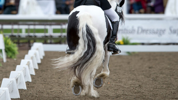 Training cobs for success in dressage competition