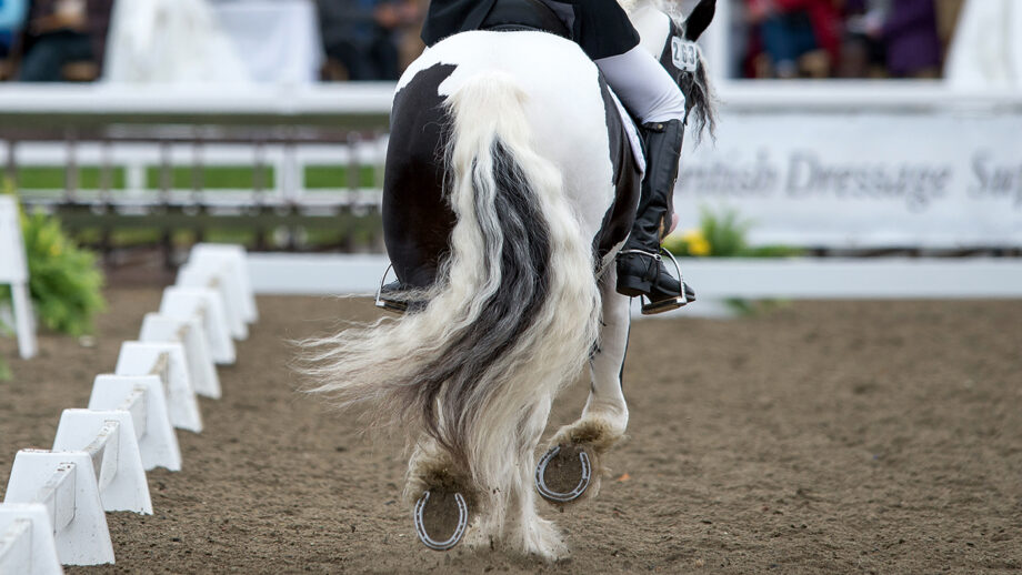 Training cobs for success in dressage competition