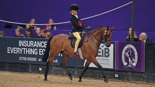 A bay show pony trots around the ring at Horse of the Year Show with a young rider on board.