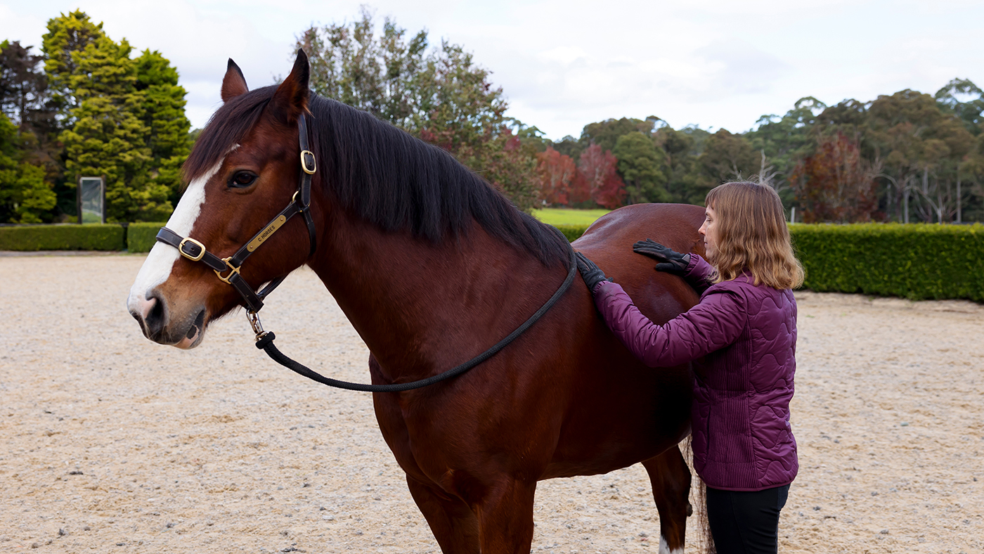 A woman stands with her hands lighting resing on the back of a bay horse with a white blaze