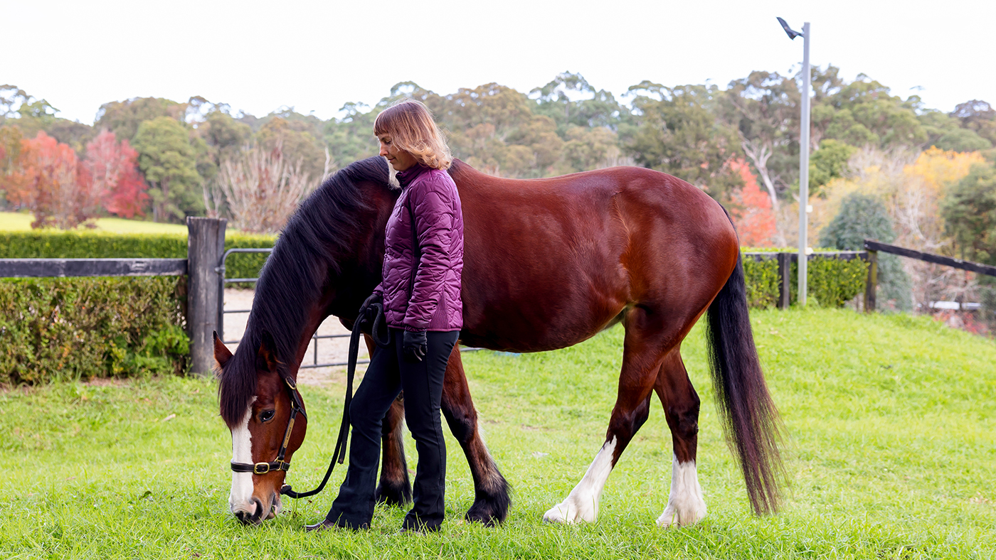 A woman stands alongside a bay horse grazing in a headcollar