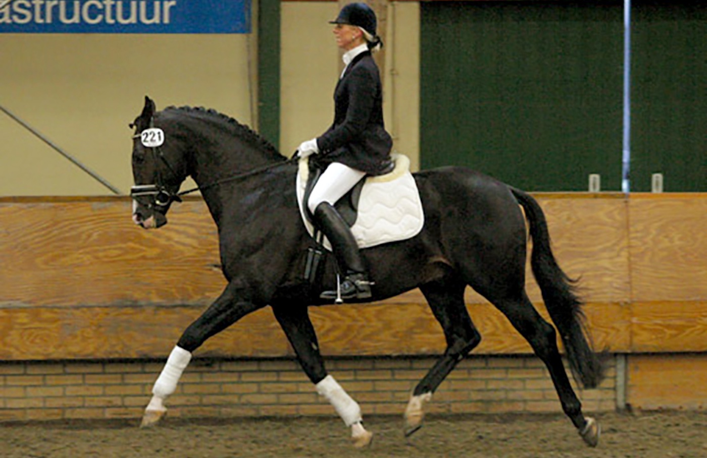 Young horse doing dressage