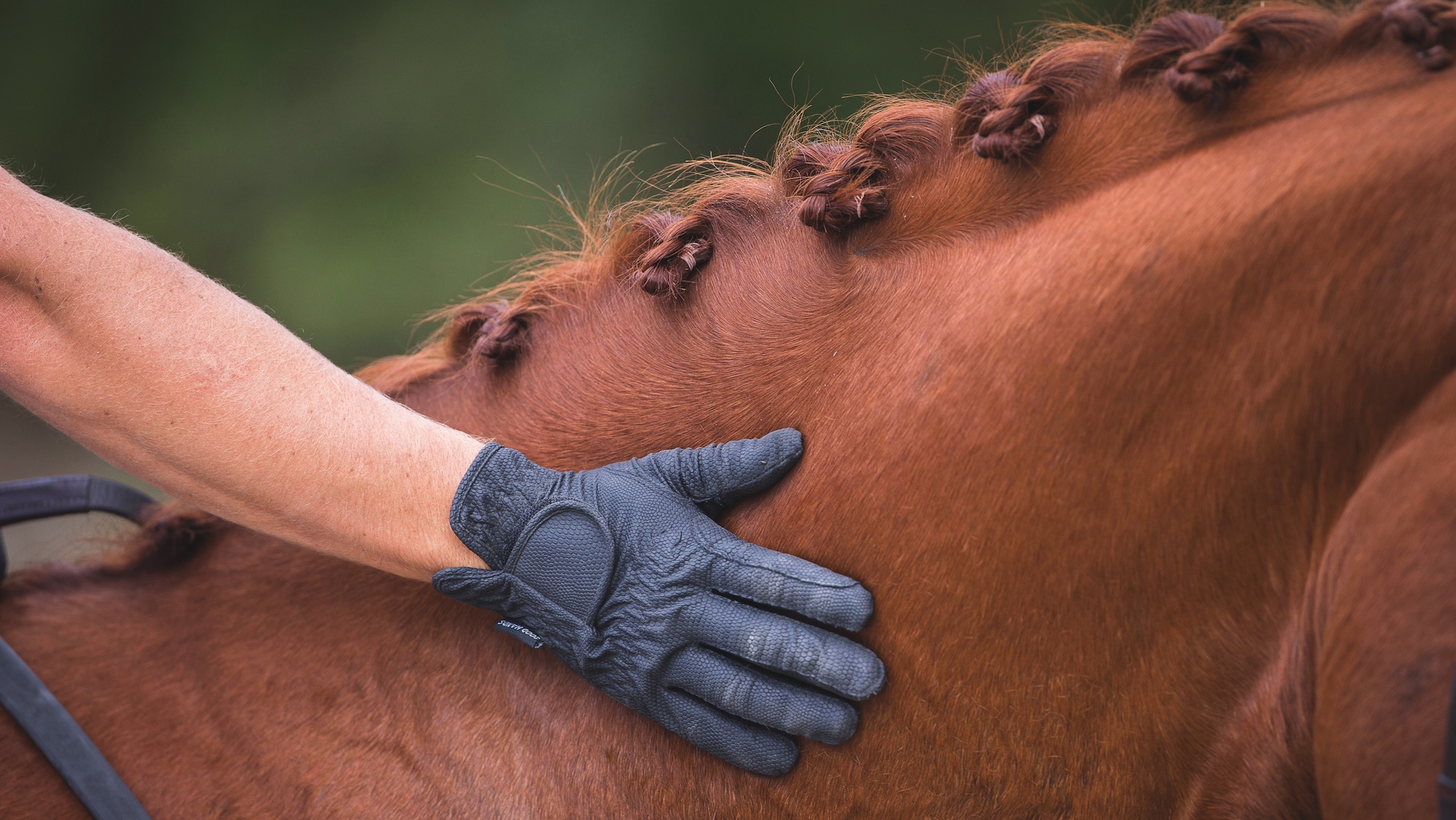 ‘X Factor with Horses’: could a talent-spotting series help support new stars?