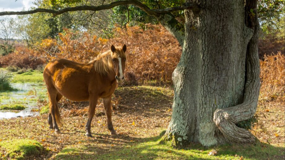A new forest pony stands under an oak tree