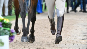 A horse and rider's legs as they present their horse for inspection at Blenheim Europeans 2025.