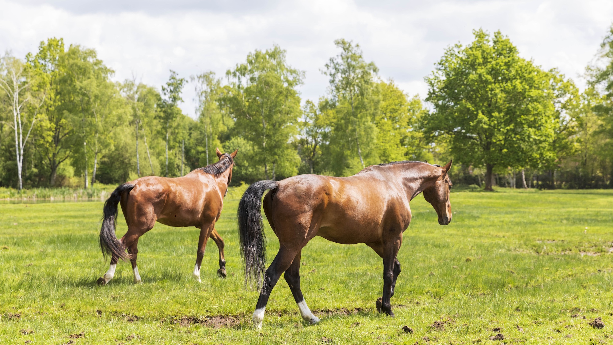 How to change owners’ behaviour to make their horses’ lives better