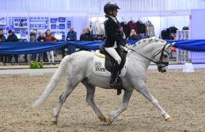Welsh pony Glenlichd Fair Un Square, how to train native ponies for dressage