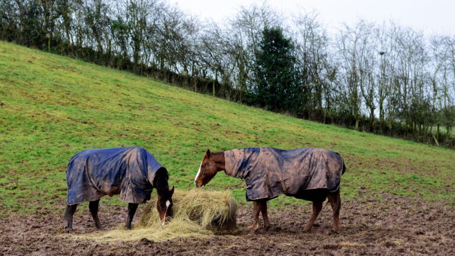 Horses in rugs eating hay from a feeder. There is mud on the ground, the presence of which can trigger winter equine illnesses