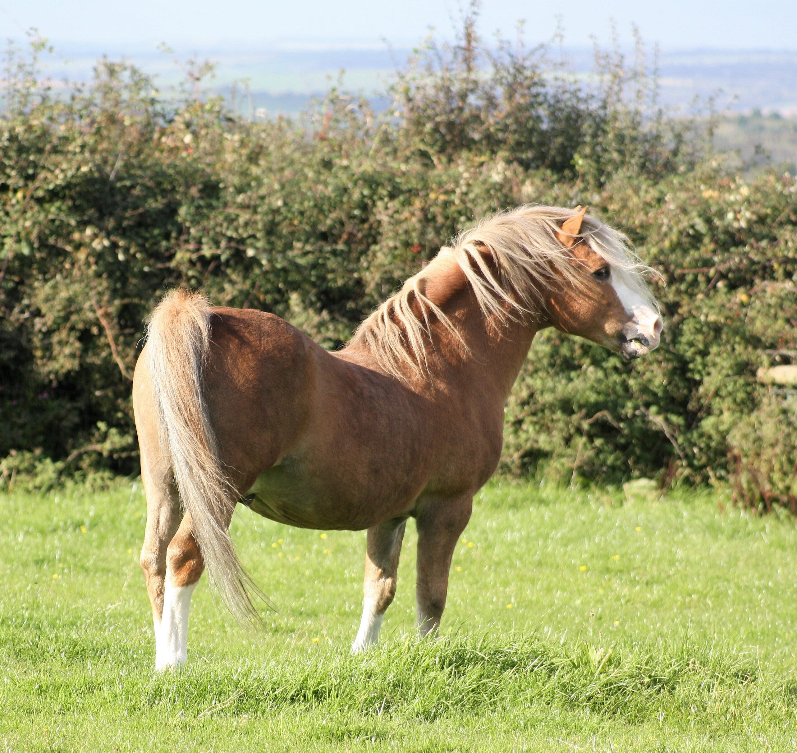 Heniarth Quip at home in Carmarthenshire