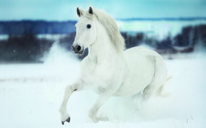 Blue Cross Christmas card with white horse galloping in the snow