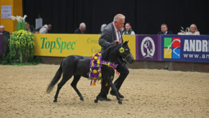 DVM Trouly Its Ok To Stare and Mike Hlavatovic trot out of the ring after they stand American Miniature Horse Champion at HOYS
