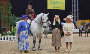 A girl on a grey Highland pony standing to receive her rosettes after winning the ridden Highland class at HOYS