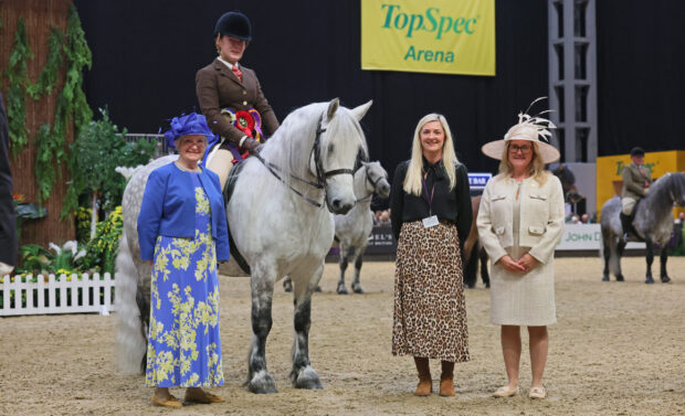 A girl on a grey Highland pony standing to receive her rosettes after winning the ridden Highland class at HOYS