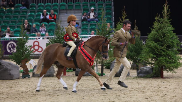 Isabel Burchell and Rowfantina Man Of The Match are lead from the ring by Oliver Burchell having been crowned lead-rein hunter pony champion.