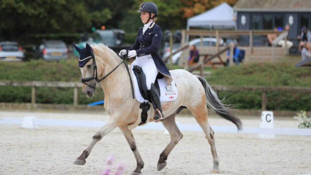 spotty dressage horse