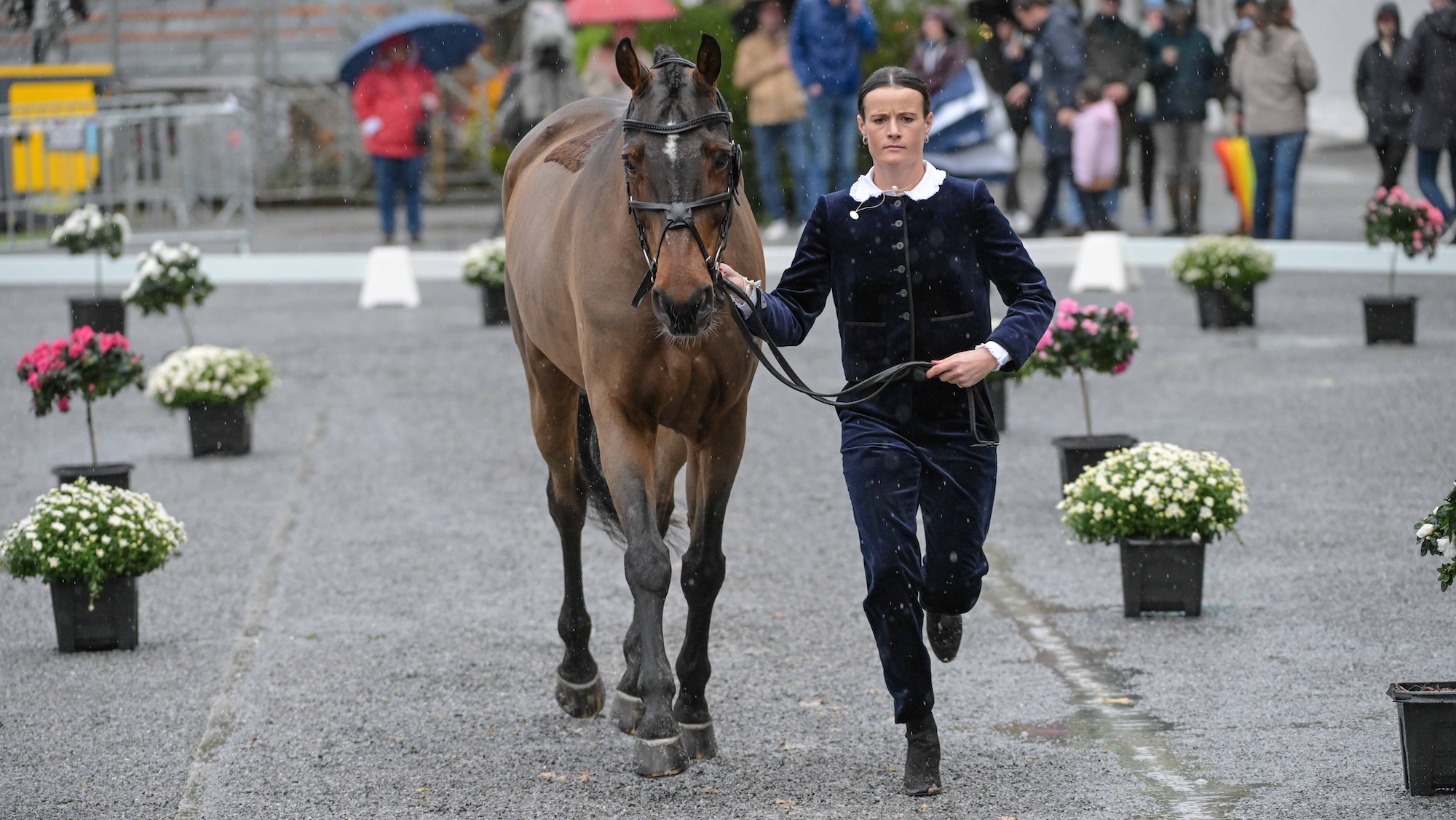 Bubby Upton and Cannavaro at Pau trot-up