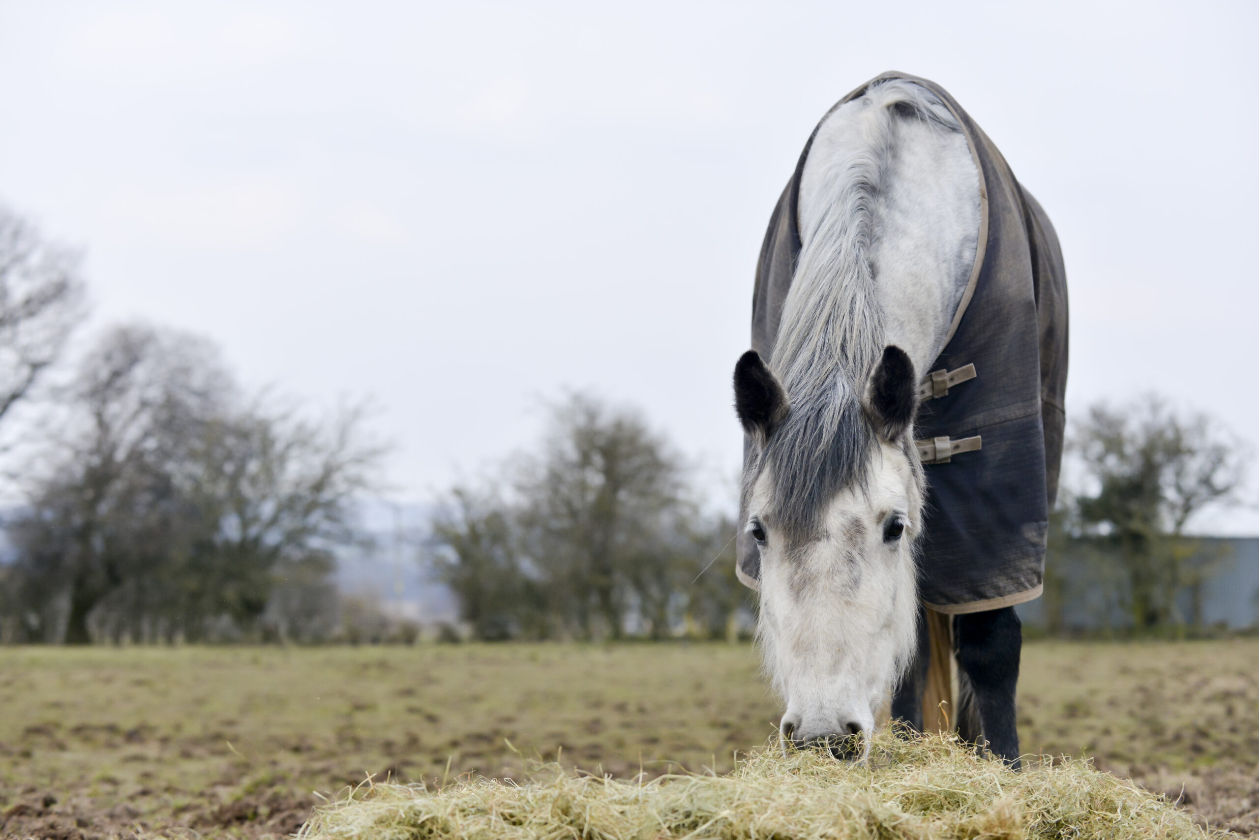 Grey horse eating hay in field in winter