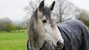 Close up of wet horse in field wearing a rug in winter