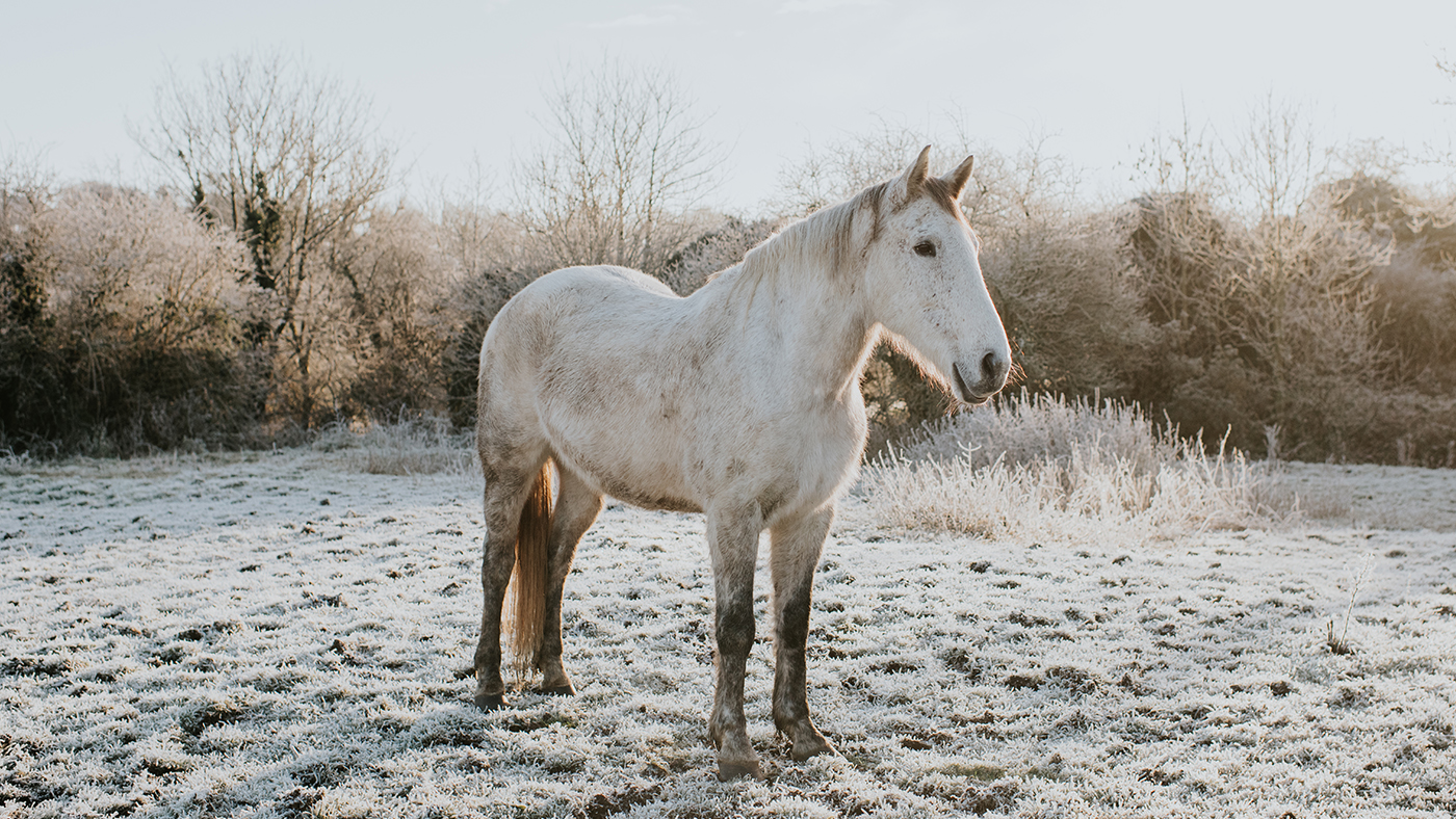 Grey horse in frosty winter field