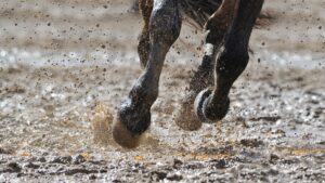 Close up of horse’s legs cantering on muddy wet ground