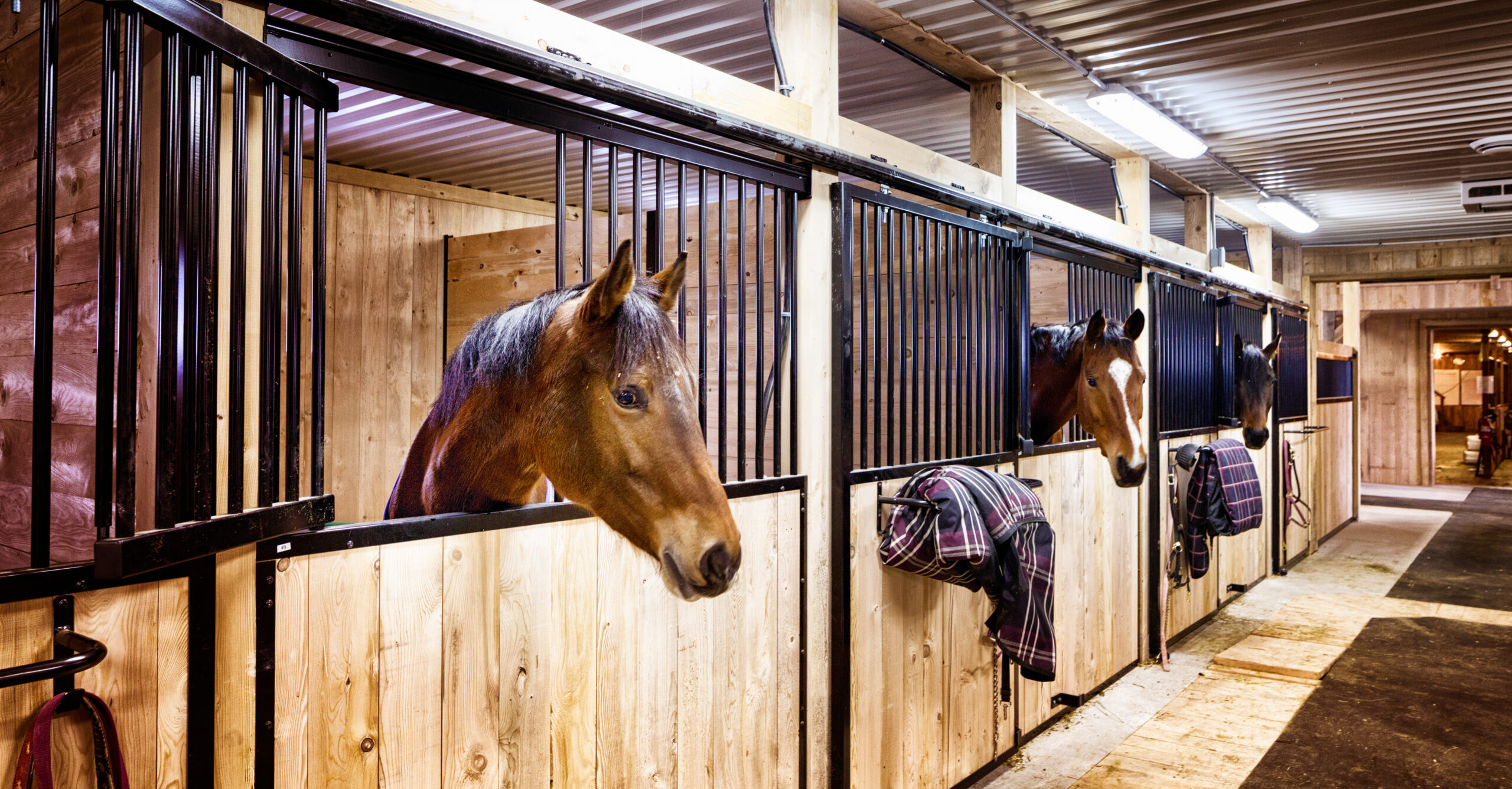 Horses in indoor stables with the lights on